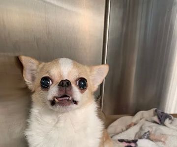 Brilliant Veterinary Care