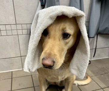 Pet Supplies Plus Leawood