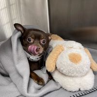 Small Door Veterinary - Upper West Side ico
