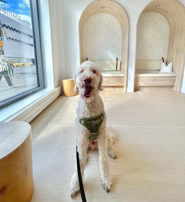 Small Door Veterinary - Upper West Side 9