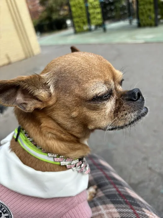 Small Door Veterinary - Upper West Side 6