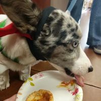 Three Dog Bakery - Leawood ico