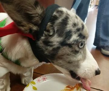 Three Dog Bakery - Leawood