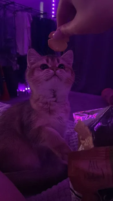 Magical Whiskers 12