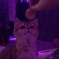 Magical Whiskers ico