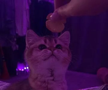 Magical Whiskers