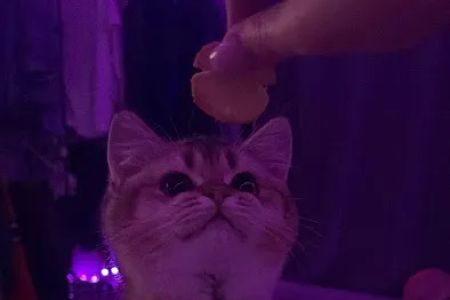 Magical Whiskers