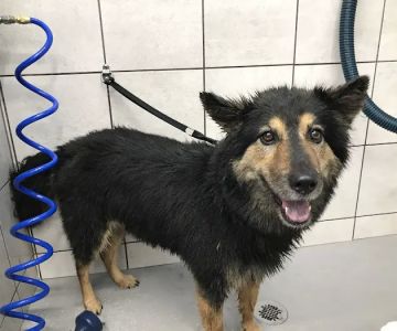 Pet Supplies Plus Lenexa