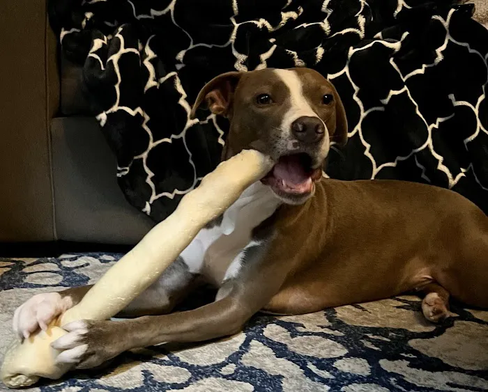 Loving Paws Animal Hospital 12