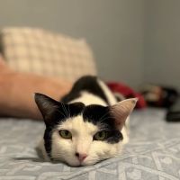 Loving Paws Animal Hospital ico