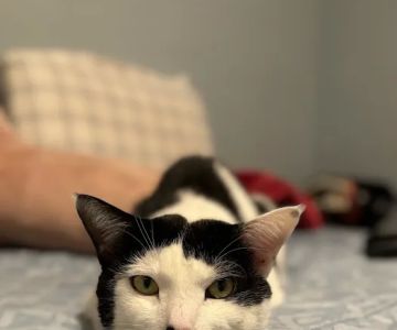 Loving Paws Animal Hospital