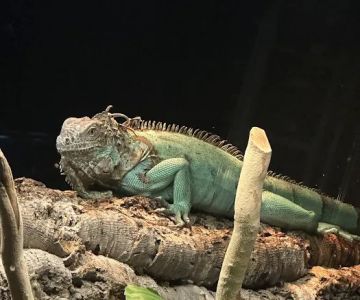 Exotic Pets Kansas City