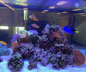 KC Aquatic Solutions