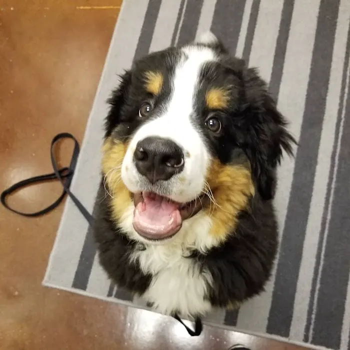 Family Pet Hospital 12