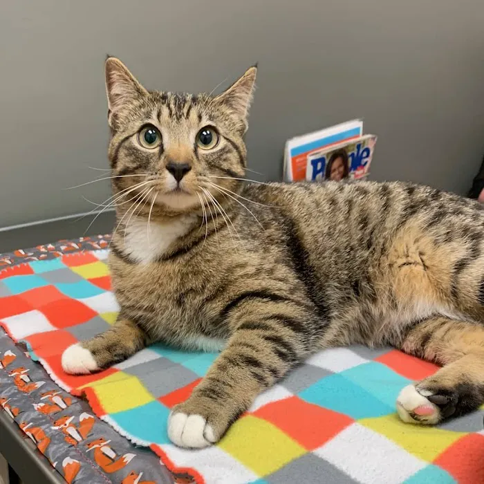 Family Pet Hospital 12