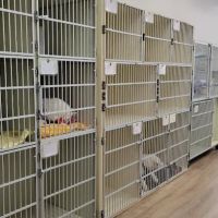 Cambridge Animal Hospital ico