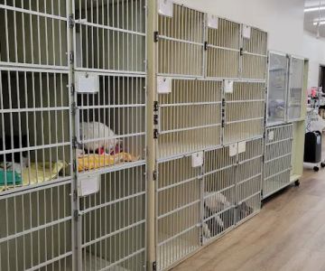 Cambridge Animal Hospital