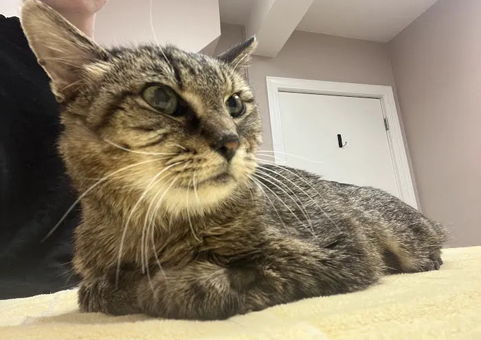Olde Towne Animal Medical Center 1