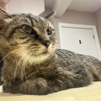 Olde Towne Animal Medical Center ico