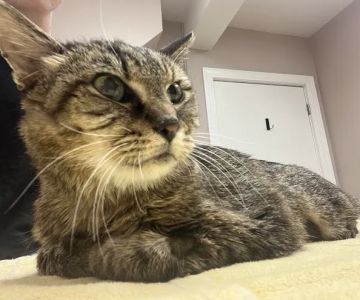 Olde Towne Animal Medical Center