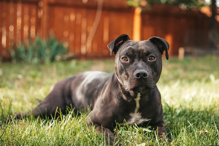 Olde Towne Animal Medical Center 10
