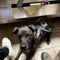 The Animal Hospital ico