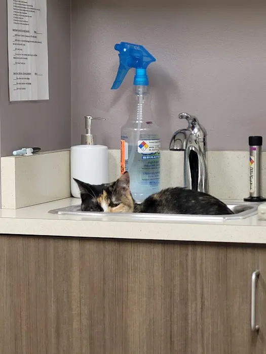 The Animal Hospital 6