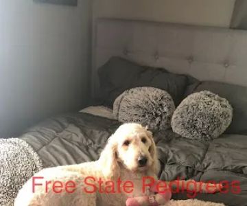 Free State Pedigrees