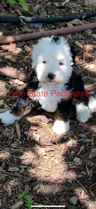 Free State Pedigrees 12