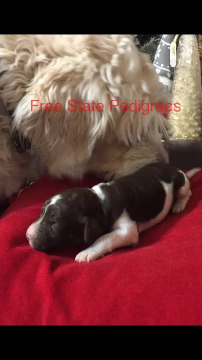Free State Pedigrees 12