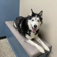 A Pet's Place Animal Hospital ico