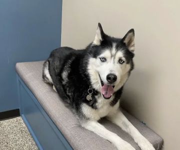 A Pet's Place Animal Hospital