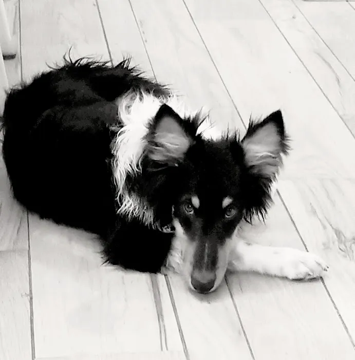 A Pet's Place Animal Hospital 8