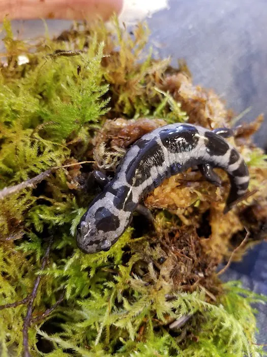 GoLizards Grooming, Boarding and Daycare 12