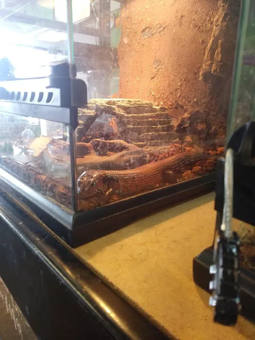 GoLizards Grooming, Boarding and Daycare 12