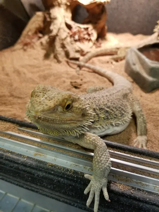 GoLizards Grooming, Boarding and Daycare 12