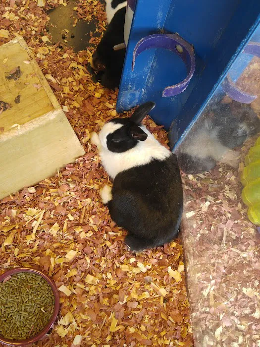GoLizards Grooming, Boarding and Daycare 12