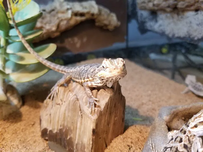 GoLizards Grooming, Boarding and Daycare 12