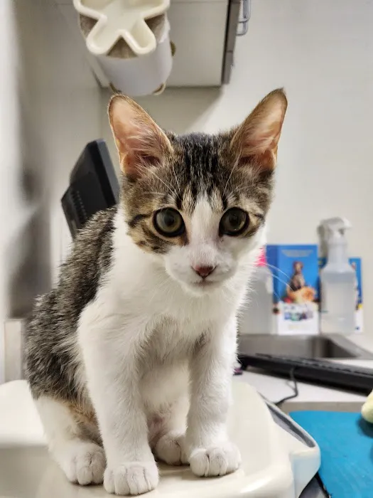 Well Pet Clinic 12