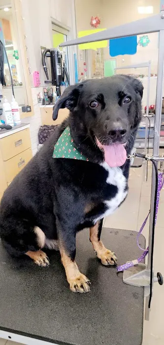 Petco 4