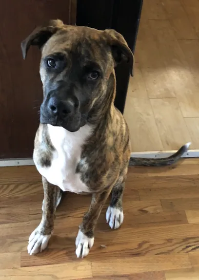 Banfield Pet Hospital 3