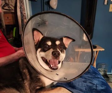 Banfield Pet Hospital