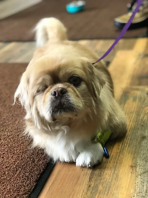 Emergency Pet Clinic of Longmont 1
