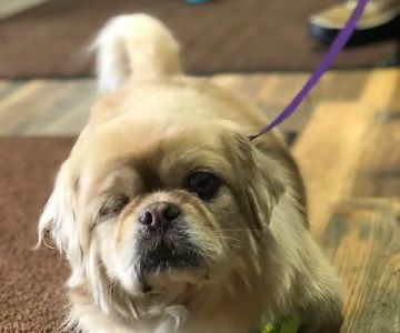 Emergency Pet Clinic of Longmont