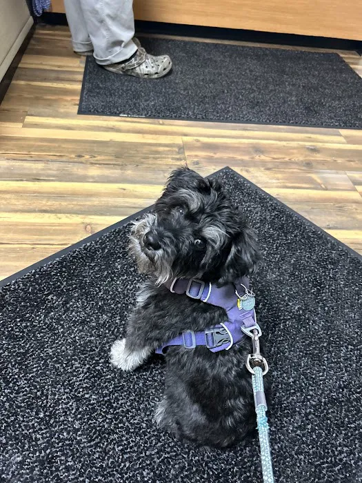 Emergency Pet Clinic of Longmont 4
