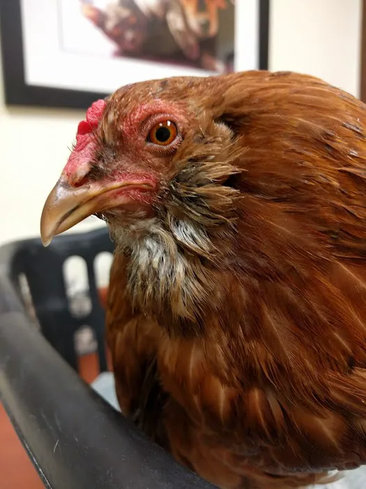 Nelson Road Veterinary Clinic 5