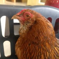 Nelson Road Veterinary Clinic ico