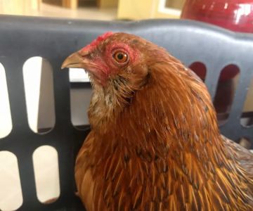 Nelson Road Veterinary Clinic