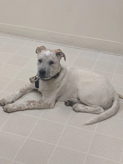 Nelson Road Veterinary Clinic 8