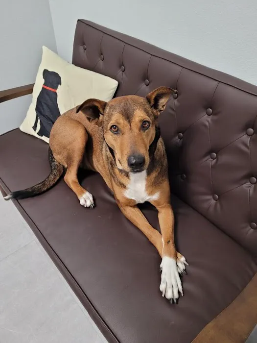Pet Dental Clinic 5
